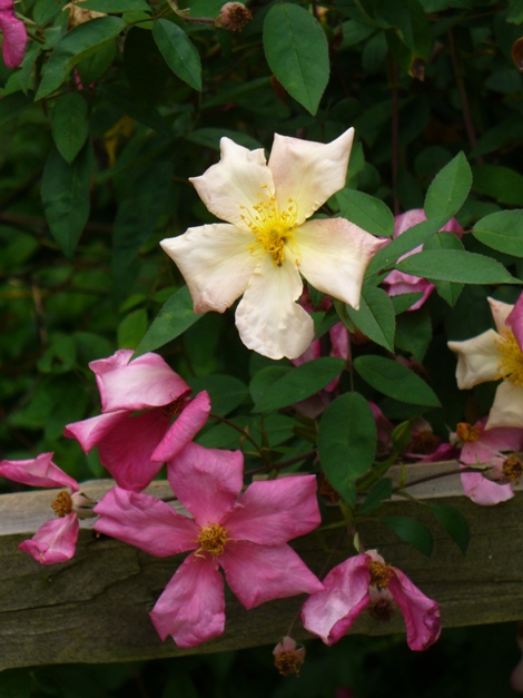 گل رز مینیاتوری